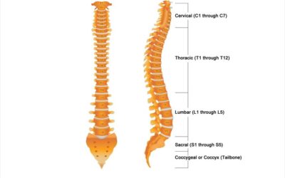 How Spinal Flow differs from physio, osteo & chiro