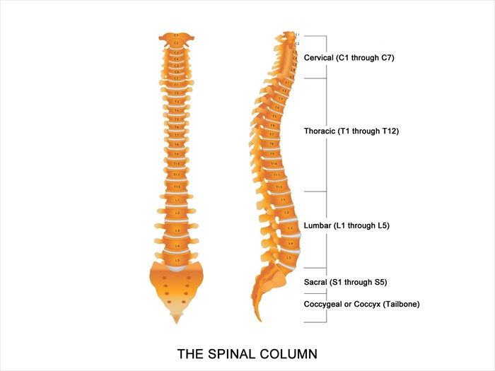 How Spinal Flow differs from physio, osteo & chiro